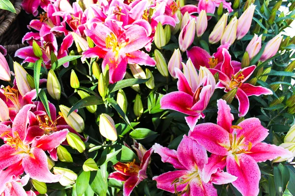 Mooie lelies in een tuin — Stockfoto