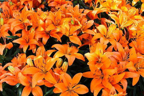 stock image Beautiful Lilies in a garden