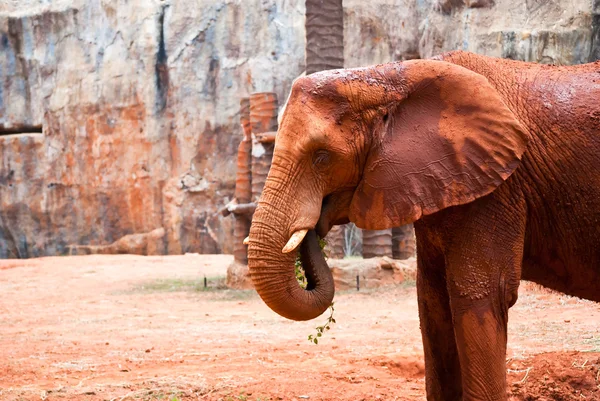 Slon africký — Stock fotografie