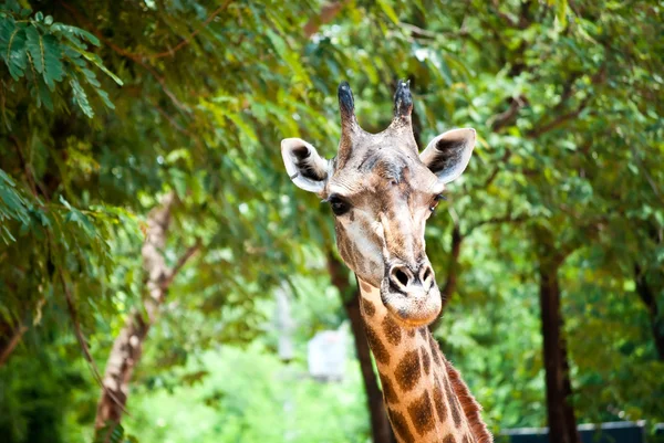 Primer plano de la cabeza de la jirafa en el zoológico — Foto de Stock