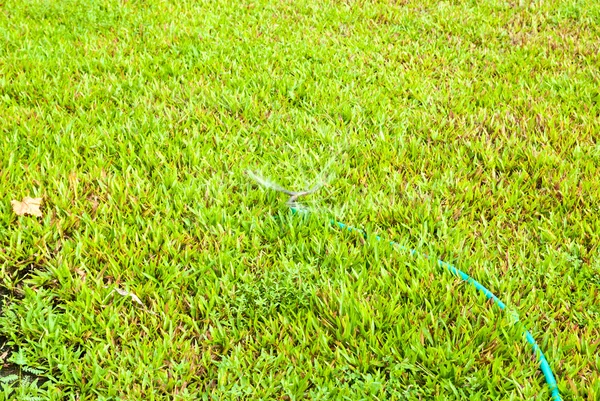 Yeşil çim sulama yağmurlama — Stok fotoğraf