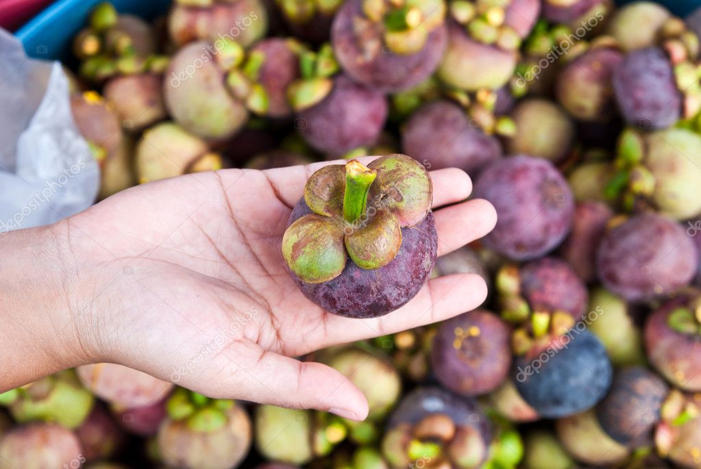 Mangostan Baum Kaufen Mangostan Test, Wirkung