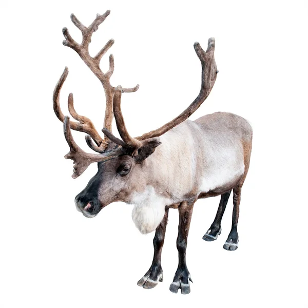 Północnej jelenia — Zdjęcie stockowe