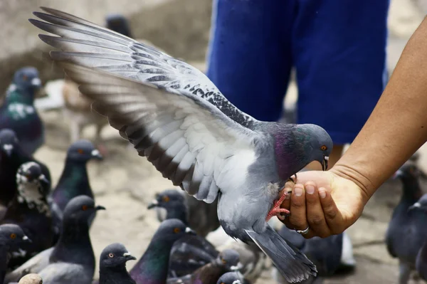 stock image Pigeon Feeding from a Man's Hand