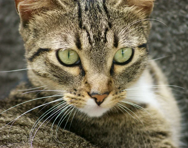 stock image Tabby Cat Looking with Interest