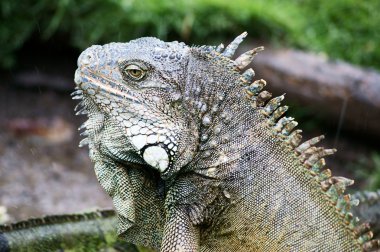 Ekvador iguana