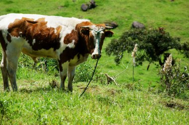 Cow Grazes in Ecuador clipart