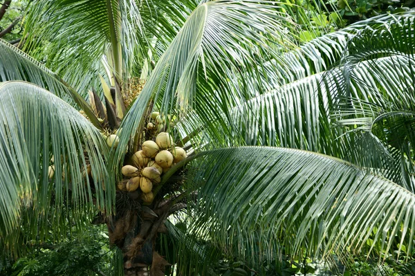 Kokosowe drzewo Zdjęcie Stockowe