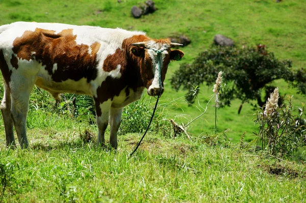 Kuh weidet in Ecuador Stockfoto