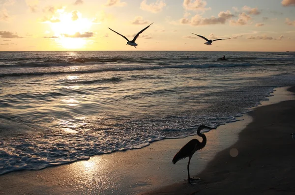 Atardecer de Florida — Foto de Stock