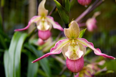 Lady's slipper orchid Paphiopedilum clipart