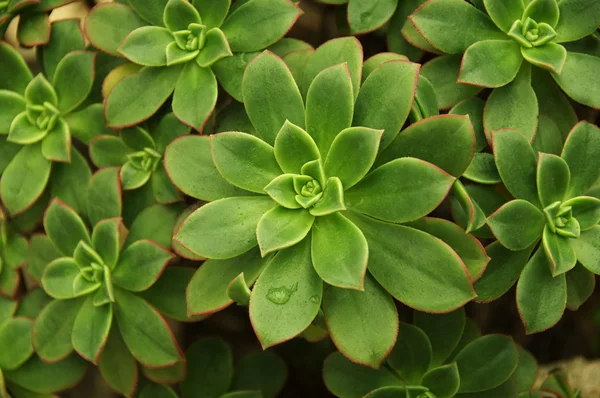 stock image Variegated Succulent background