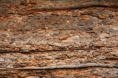 Dolu eski ahşap duvar (shipworm delikleri)