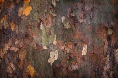 Platan tree bark background clipart
