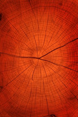 Hardwood tree cut texture clipart