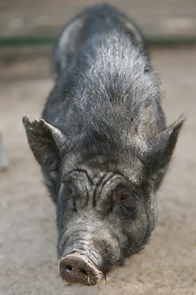 黒豚 — ストック写真