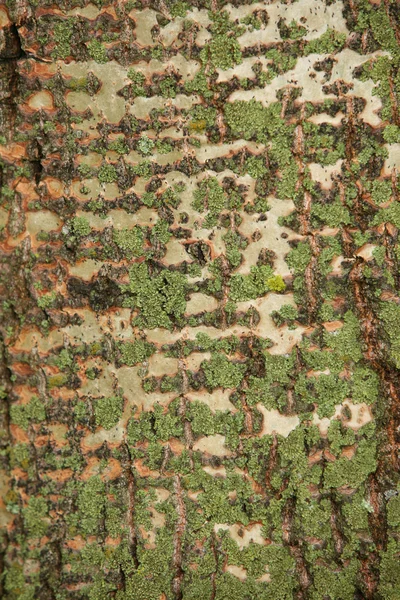Fundo abstrato (árvore de faia velha ) — Fotografia de Stock