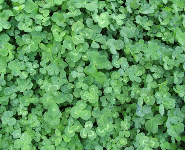 Stock image Closeup of clover