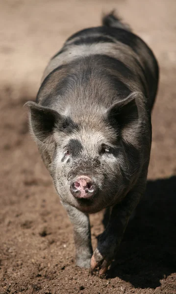 Ходячая свинья с розовой мордой — стоковое фото