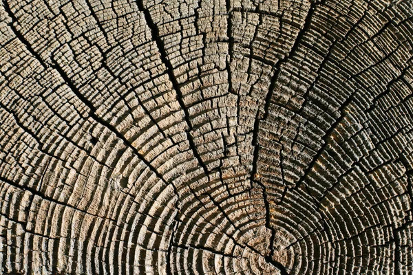 Textura de madera de pino —  Fotos de Stock
