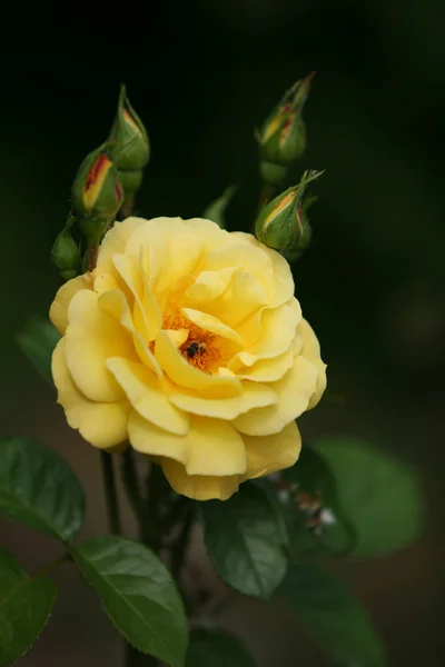 Rosa amarilla y una abeja — Foto de Stock
