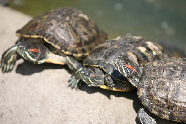 stock image Three turtles on the stone