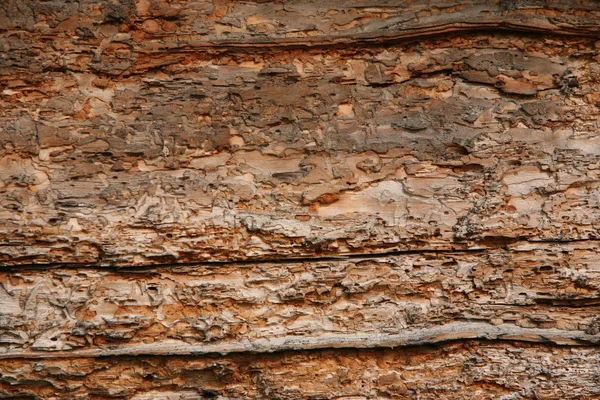 Plein de trous vieux mur de bois (ver de navire ) — Photo