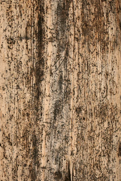 Pared de madera de pino graneado — Foto de Stock