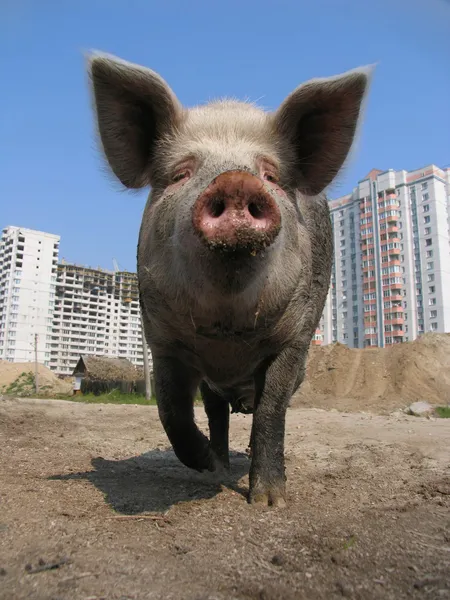 大きな豚と近代的なアパートの建物 — ストック写真