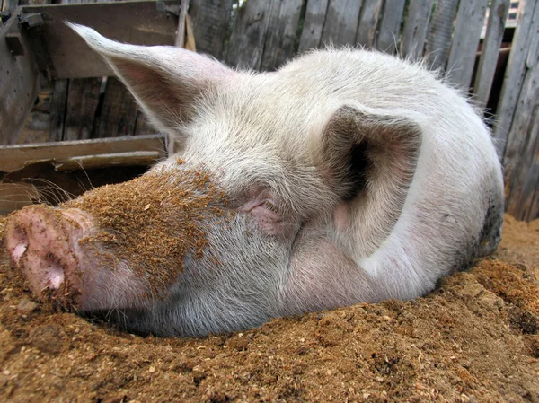 Забавная белая свинья лежит на опилках — стоковое фото