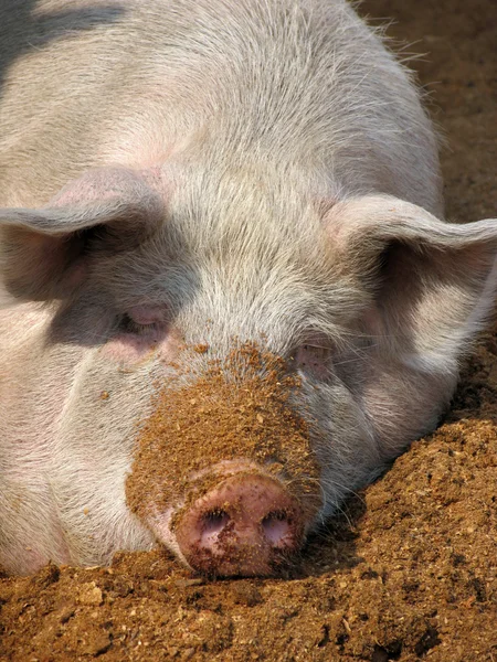 Забавная белая свинья спит на опилках — стоковое фото