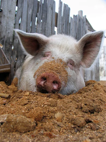 Lustiges weißes Schwein auf Sägemehl liegend und schauend — Stockfoto