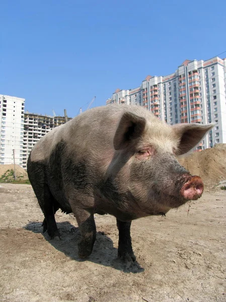 Большая смешная свинья и современные жилые дома — стоковое фото