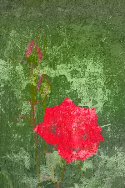 Červená růže namalované na staré vybledlé zelené zdi — Stock fotografie
