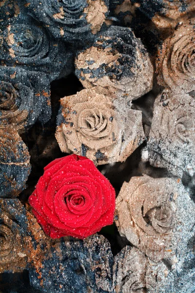 Ukamienowany róż — Zdjęcie stockowe