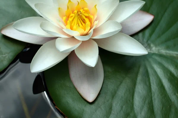 White water lily in a pond — Stock Photo, Image