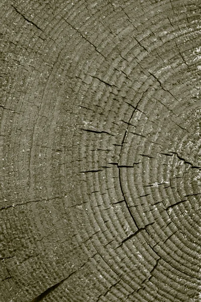 Textura cortada de pino resinoso viejo —  Fotos de Stock