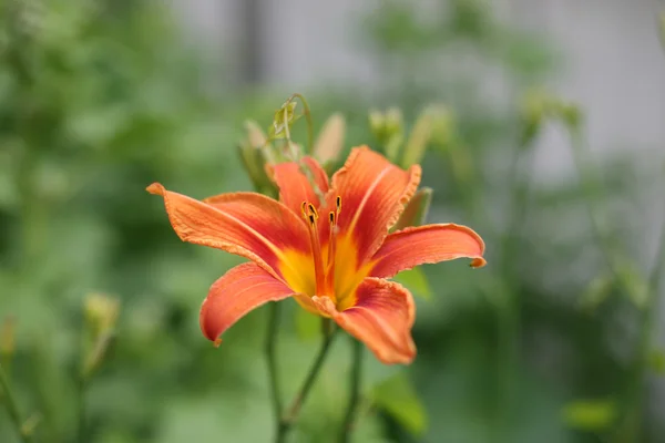 Tiger lilly in a garden — Stock Photo, Image