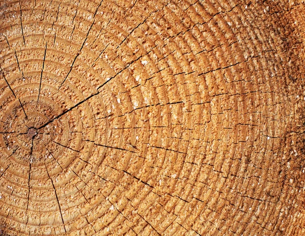 Doku çam ağacı kesmek — Stok fotoğraf