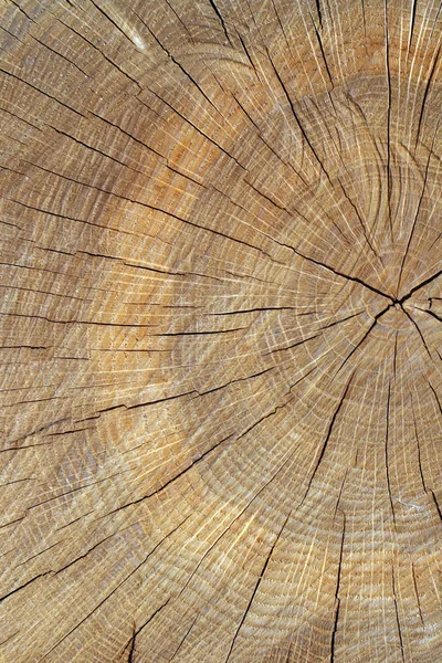 Textura de corte em árvore — Fotografia de Stock