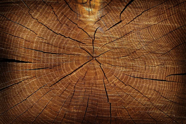Textura de corte de árvore seca — Fotografia de Stock