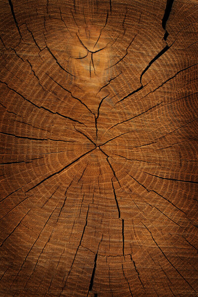 Dried tree cut texture