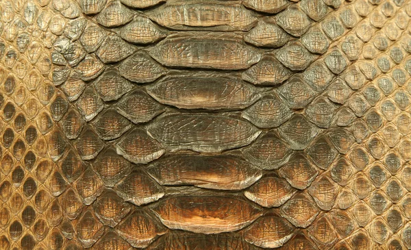 Naturliga python hud — Stockfoto