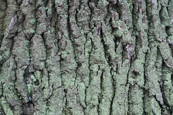 Gamla träd bark bakgrund — Stockfoto