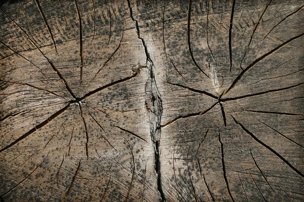 Doku kurutulmuş çift-Ağaç kesme — Stok fotoğraf