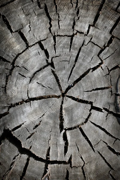 Old dried tree cut background — Stock Photo, Image