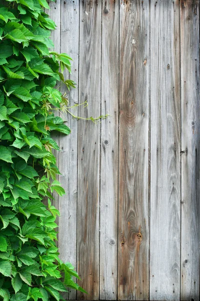 Ahşap duvar ve vahşi Asma yaprakları doku — Stok fotoğraf