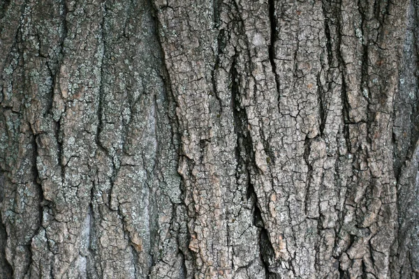 Velha árvore casca fundo — Fotografia de Stock