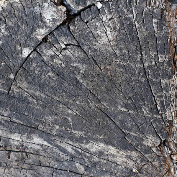 Drzewa wyciąć tekstura — Zdjęcie stockowe