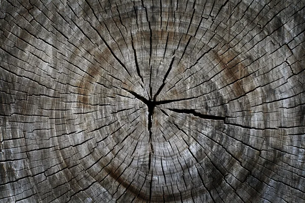 Antiguo árbol seco cortado fondo — Foto de Stock